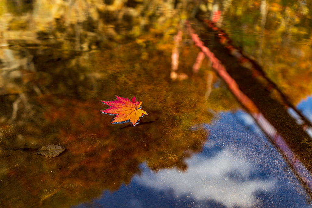 「小さい秋みつけた」部門 「流れる落ち葉と川に映る橋」 usk.com_usk.com_さん